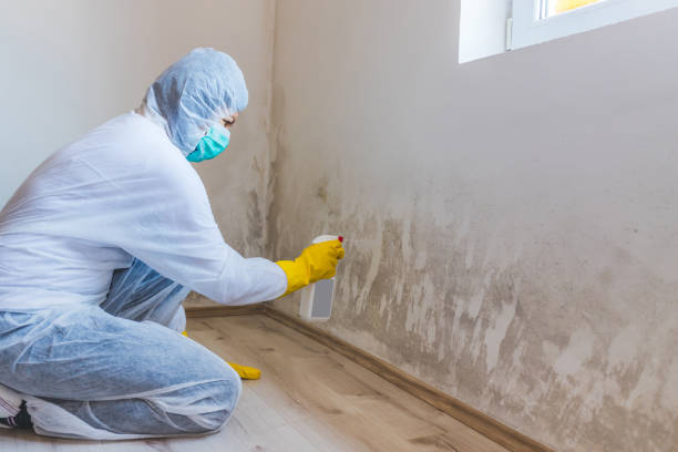 Licensed Mold Remediation service in Batavia, IL - WQB Mold Removal
